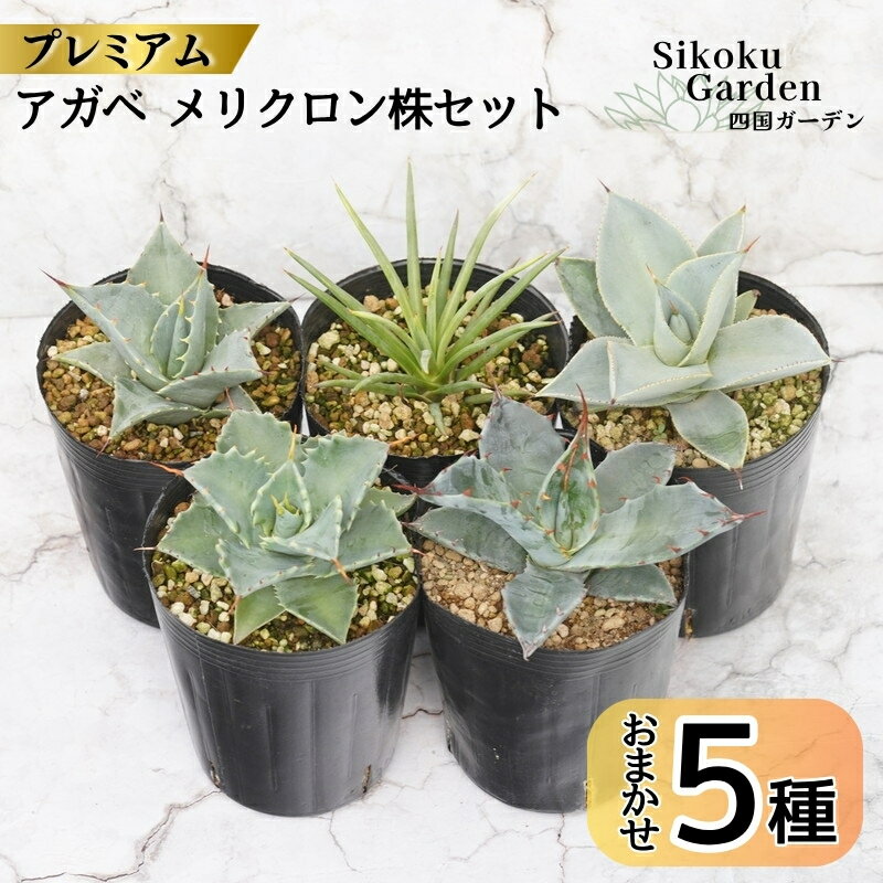 【ふるさと納税】【プレミアム・メリクロン株】アガベ 品種見計らい5種 5ポットセット 3.0号鉢 四国ガーデン 人気 多肉植物 インテリア 観葉植物 グリーン リラックス｜D27