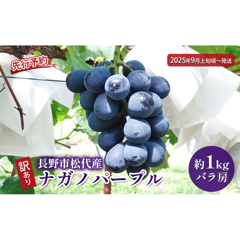 ぶどう 先行予約 訳あり 長野市松代産 ナガノパープル 約1kg バラ房 果物 ブドウ 葡萄 フルーツ デザート おやつ 種なし TAKANO農園 信州 2025年秋発送 