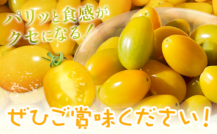パリッと食感の黄色いフルーツトマト ティポ 1.8kg (1箱) ジャム さっぱり 黄色い トマト 野菜 茨城県産 結城市産 国産 さっぱり 酸味が少ない 日持ち 食材 サラダ トッピング 料理《10