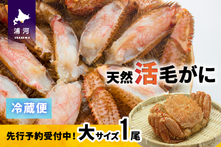 【先行受付開始！】漁協の活毛がに 大サイズ１尾※日付指定対応不可※[02-1204]