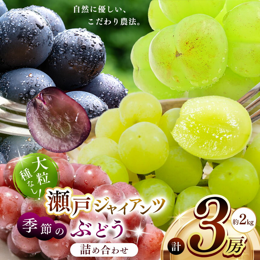 【ふるさと納税】 瀬戸ジャイアンツ1房と季節のぶどう2房(約2kg) | 果物 くだもの フルーツ ぶどう ブドウ 葡萄 兵庫県 上郡町