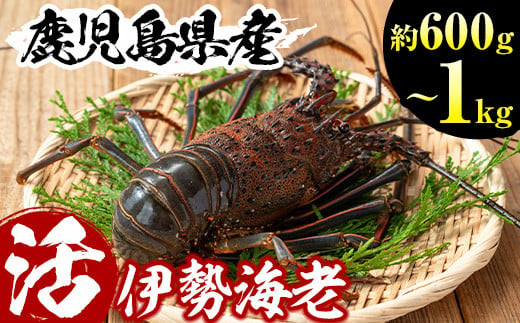 
            No.209/301 選べる！鹿児島県産の天然活伊勢海老(約600g～1kg) 国産 九州産 鹿児島県産 エビ えび 海老 伊勢えび 伊勢エビ 天然 おかず おつまみ みそ汁 味噌汁 刺身 旬 数量限定【家むら】
          