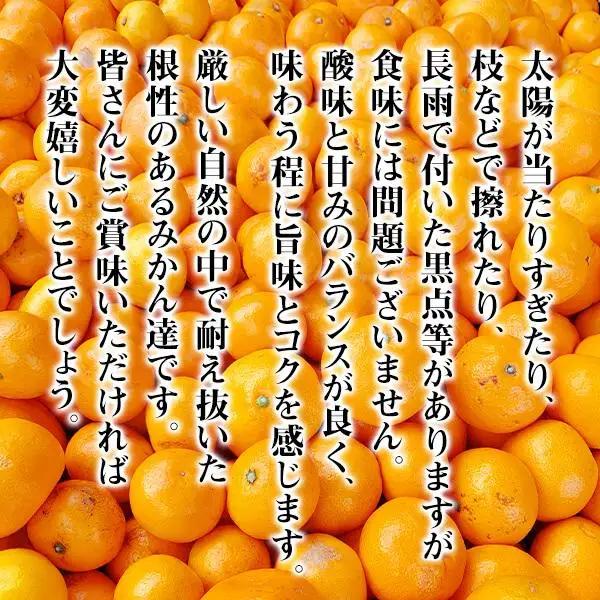 みかん 大玉 どっこいしょ 箱込 5kg ( 内容量約 4.4kg ) 2Lサイズ以上 秀品 優品 混合 有田みかん 和歌山県産 産地直送 家庭用［2026年11月中旬より順次出荷予定］