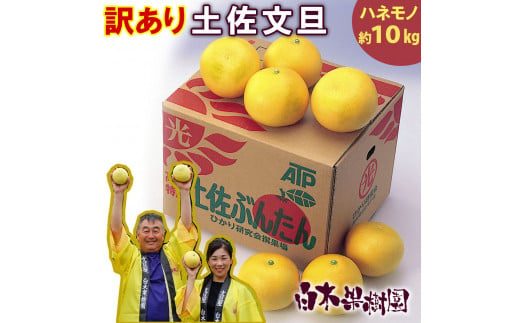 ＼果樹園直送／土佐文旦 約10kg（訳あり）〈ご家庭用〉B級品 (約15～20個入り)  白木果樹園