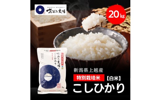 令和8年産 新潟県上越産 特別栽培米 コシヒカリ 20kg 20キロ（5kg×4） 【白米】 従来品種 こしひかり 新米 おおた農場 上越市
