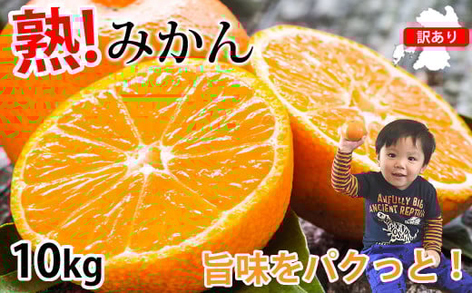 訳あり みかん 計10kg ミカン 蜜柑 果物 くだもの フルーツ 柑橘 【2025年10月上旬から2026年3月上旬迄発送予定】