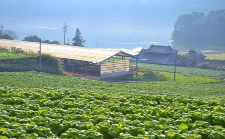 リンガーハット　ぶらぶら漬　(10袋入) / 長崎県 雲仙市 / [item0360] / 漬物