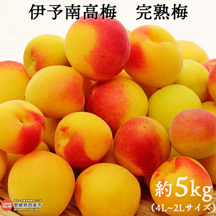 【ふるさと納税】予約受付＜伊予南高梅 樹成り完熟梅 約5kg（2L～4L）＞ ※2026年6月下旬～7月上旬迄に順次出荷します。 ウメ うめ 完熟 自家栽培 梅ジュース 梅シロップ 梅干し 梅酒 生梅 梅の実 期間限定 佐伯食品 愛媛県 西条市【冷蔵】