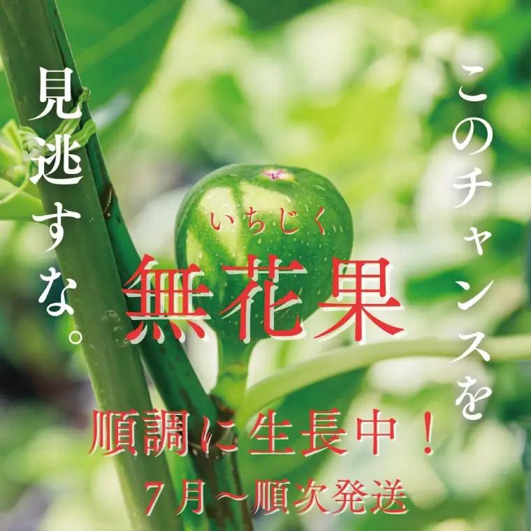 イチジク苗木　1年物【なえぎ 観葉 植物 いちじく 自宅 ポット ドーフィン 茨城県 鹿嶋市】