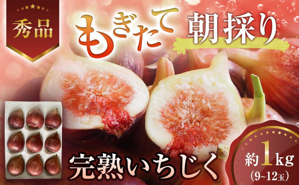 【期間限定】もぎたて朝どり完熟いちじく　秀品 約1kg（9～12玉）／愛知県産　サマーレッド　いちじく　イチジク　無花果　果物　フルーツ　 232238_TT001-PR