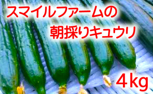 【プライスダウン！！】朝採りきゆうり4kg【FM01W2】
