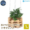 【ふるさと納税】観葉植物 トキワシノブ チーク材バスケット植え 八角形 小サイズ（1鉢） インテリア ナチュラル 自然 プレゼント ギフト 贈答用 送料無料 趣味 風水 緑 かわいい 人気 オススメ 初心者 玄関 吊り下げ 北海道冬季発送不可 株式会社チャーム