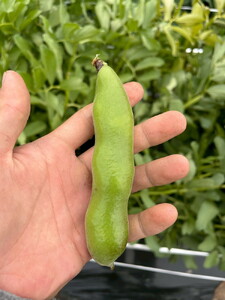 そら豆 2kg 京都 亀岡産 野菜 豆類 旬 春