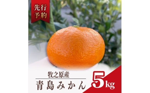 みかん 青島 みかん 約 5kg 先行予約 数量限定  2025年 12月 下旬 から 発送 ミカン 蜜柑 柑橘 果物 フルーツ 果汁 果実 農家 直送 ギフト 贈答 美味しい 国産 安心 minorien 牧之原市 静岡県