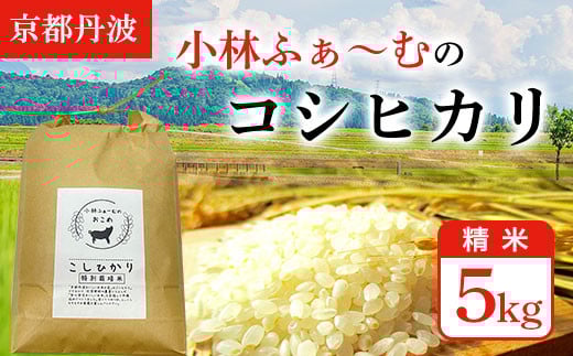 【京都丹波】小林ふぁ～むのコシヒカリ(令和6年産・精米)5kg  ふるさと納税 米 コシヒカリ こしひかり 5kg 京都府 福知山市