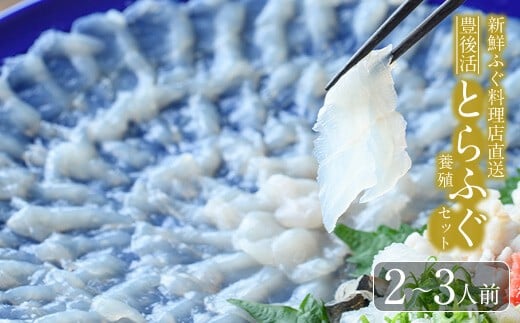 ＜着日指定必須＞新鮮ふぐ料理店直送 「豊後活とらふぐ 刺身セット 養殖2-3人前」とらふぐ ふぐ フグ ふぐ刺し フグ刺し ふぐ刺身 フグ刺身 刺身 鮮魚 冷蔵 国産 大分県 佐伯市【HD252】【さいき本舗 城下堂】