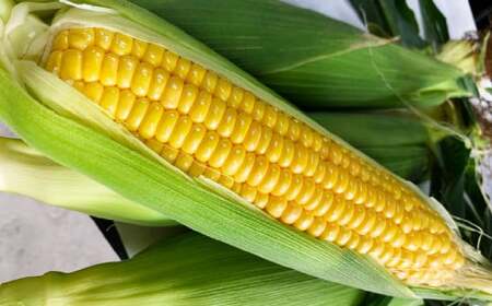 朝採りとうもろこし 恵味ゴールド 10本入り 【2026年7月上旬～8月上旬発送予定】