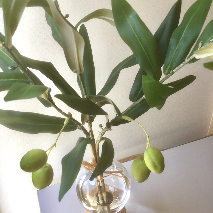 倒してもこぼれないお水 癒しのグリーン「揺れるオリーブの実」光触媒