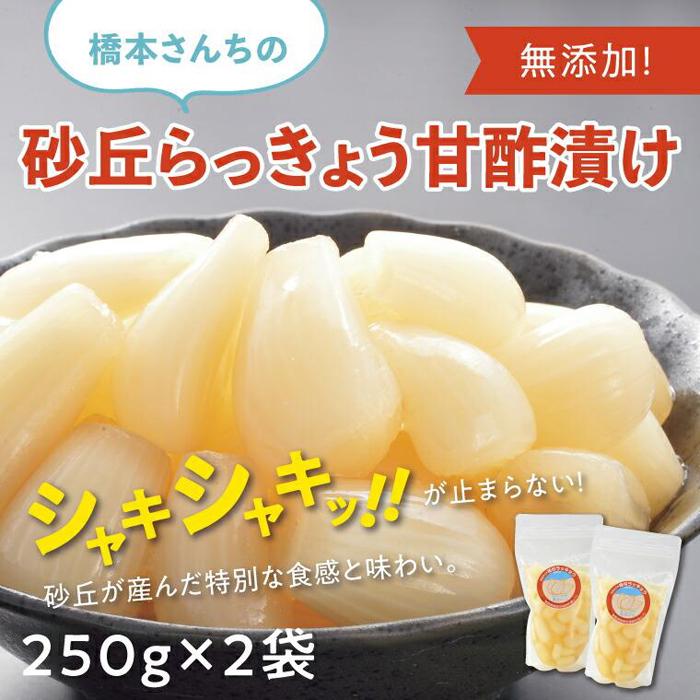 【ふるさと納税】橋本さんちの砂丘らっきょう甘酢漬け 500g | ふるさと納税 らっきょう らっきょ 辣韭 漬物 漬け物 らっきょう漬け カレー おつまみ ご飯のお供 無添加 手作業