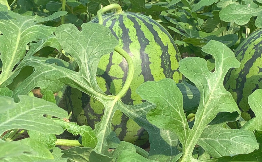 熊本県産 すいか スーパーエース 5kg以上