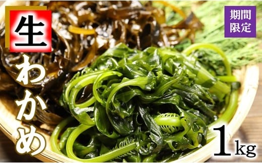 【期間限定】 生わかめ 北三陸産 早どりワカメ 1kg わかめ 生 若芽 三陸 わかめしゃぶしゃぶ 藻活