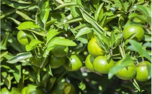 仲森農園の超極早生温州みかん みえ紀南一号 約7kg みかん ミカン 蜜柑 温州みかん 温州ミカン 柑橘 フルーツ 果物 くだもの 甘い 旬 数量限定 期間限定 産地直送 三重県 熊野市【2026年9