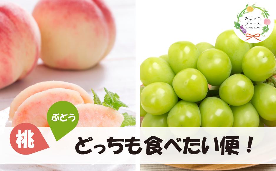 
            【定期便】【きよとうファーム】旬採り桃とシャインマスカットどっちも食べたい便！２回便 (定期便) (岡山県産) KF-T012-02 / もも 桃 モモ 先行予約 ぶどう ブドウ 葡萄 シャインマスカット フルーツ 果物 真庭市 フルーツ王国 きよとう果樹園 岡山 
          