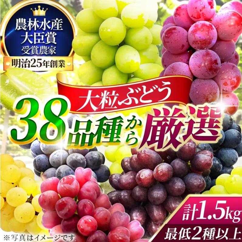 【38品種から厳選】大阪・柏原から届く「旬の宝石箱」大粒ぶどう詰め合わせ（シャインマスカット1房含む）約1.5kg（2026年先行予約 8月下旬～9月上旬発送分）