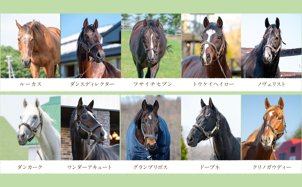 【1000万円コース 返礼品無し】より多くの引退馬の幸せな余生を願う　Yogiboヴェルサイユリゾートファーム BRTV024-07