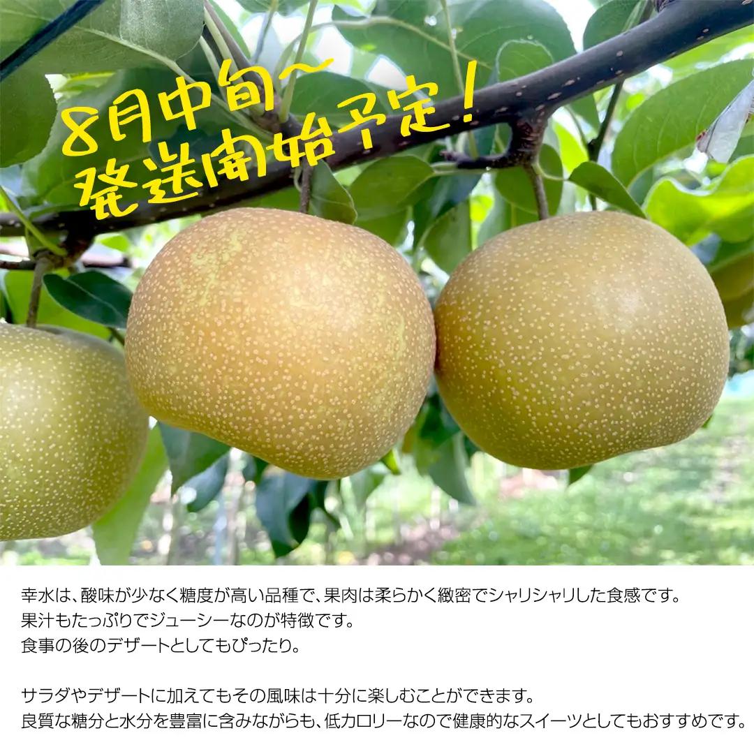 【2026年8月中旬から発送開始】《先行予約》 幸水 梨 約 5kg 10玉～14玉 【 茨城県共通返礼品 ／ かすみがうら市 】 なし 鈴木農園 産地直送 フルーツ 甘い 直送 茨城 限定 [ED0