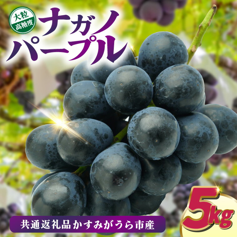 【ふるさと納税】ナガノパープル5kg　県内共通返礼品:かすみがうら市産【配送不可地域：離島・沖縄県】 (BR157)