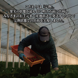 先行受付 京都のブランドいちご 京の雫 約900g 20～28粒×1箱 2025年12月～翌年5月発送 いちご いちご いちご いちご