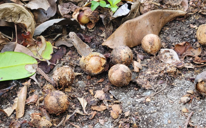 Natural Essence TAMANU スターターセット エイジングケア スキンケア スキンケアセット 美容 ギフト 沖縄市 / 株式会社すまエコ [BCBJ010]