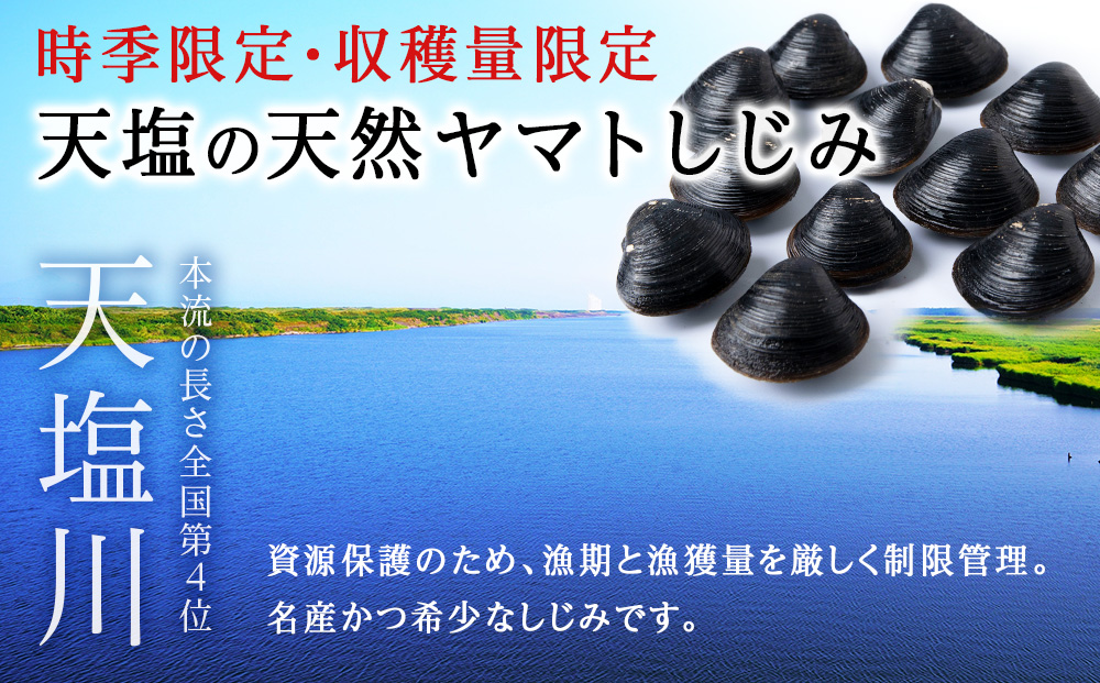復活！天塩町名産冷凍しじみ「特大貝桐箱入り」１ｋｇ＜北るもい漁業協同組合　天塩支所＞