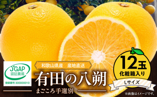 ZE6079n_有田の八朔 (はっさく) 【化粧箱 】（Lサイズ）　12個入り　まごころ手選別