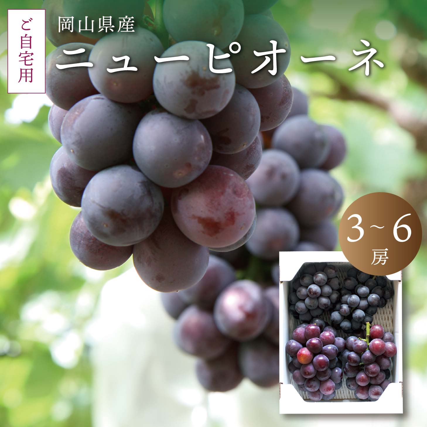 【ふるさと納税】 真庭市産 ニューピオーネ 自宅用 3～6房 / 【2025年8月中旬以降発送予定】 数量限定 ぶどう お手頃 訳あり 岡山 真庭 ピオーネ 葡萄 ブドウ 果物 フルーツ 濃厚 ピオーネ 人気 数量限定 種なし スイーツ【配送不可地域：北海道・沖縄県・離島】【pione02】