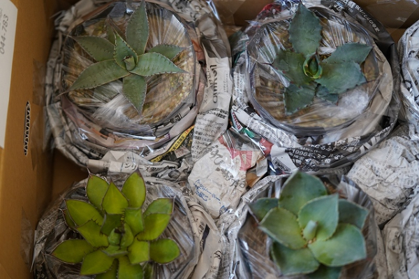 多肉植物 インテリア アガベ 人気品種おまかせ5ポットセット 3.5号黒鉢 人気 観葉植物 グリーン リラックス 初心者でも育てやすい 伊予市｜C01