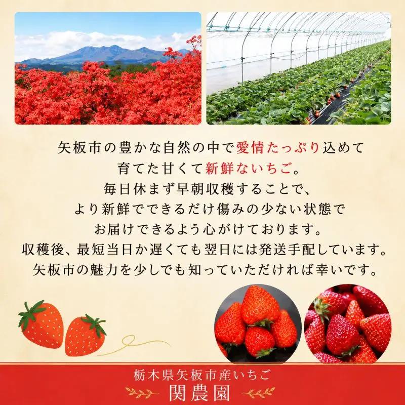 朝獲れ新鮮 特大とちあいか600g｜いちご イチゴ 苺 フルーツ 果物 産地直送 とちあいか 矢板市産 栃木県産 関農園