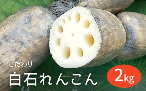 【先行予約】【農家直送！】こだわり白石れんこん 2kg 泥付き【れんこんの家やました】蓮根 レンコン 泥付きれんこん 根菜 野菜 佐賀県産 [IAW002]