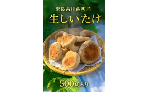 奈良県川西町産「生しいたけ」　肉厚で足太の生しいたけ500グラム入り　生しいたけ／生椎茸／生シイタケ／肉厚／国産／安心／菌床／産直／産地直送／新鮮／採れたて／奈良県産／健康／ヘルシー／きのこ／キノコ／料理／鍋／焼き／無農薬／ギフト／美味／旨味／野菜／料理／食品／贅沢