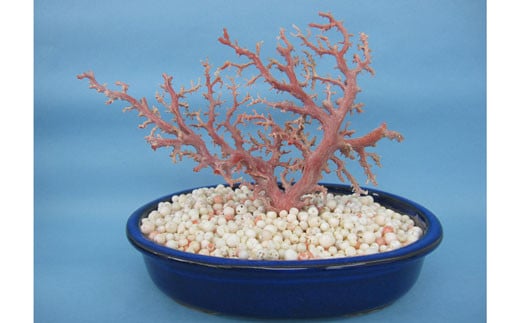 珊瑚職人館の珊瑚の原木・拝見・置物（g48）