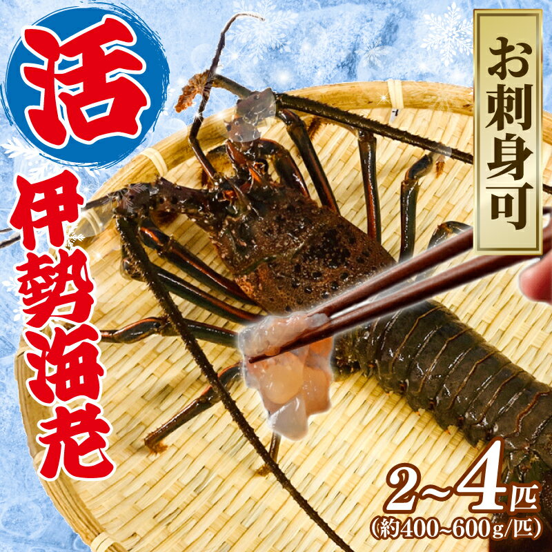 【ふるさと納税】 【9月以降順次発送】 伊勢海老 活伊勢海老 選べる 400~600g 2~4匹 約1~2kg お刺身 新鮮 海老 エビ 刺し身 エビマヨ 味噌汁 天ぷら 天丼 鬼瓦焼き 甘み 旨味 美味しい 冷蔵 大きい 贅沢 ご褒美 ギフト プレゼント 贈答 記念日 家庭用 治吉水産 千葉県 旭市