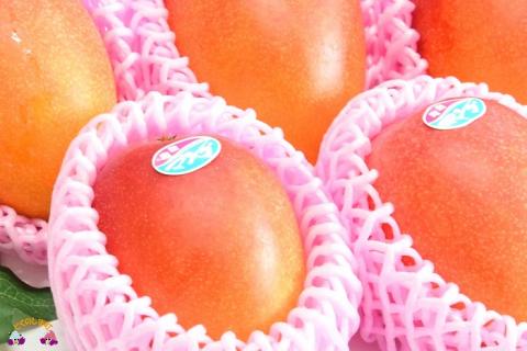 《先行予約》徳之島センチュリー果樹園さんの完熟マンゴー（２㎏） ( マンゴー フルーツ 果物 完熟 無加温 徳之島 世界自然遺産 美味しい とろける 旬 贅沢 糖度 南の島 )