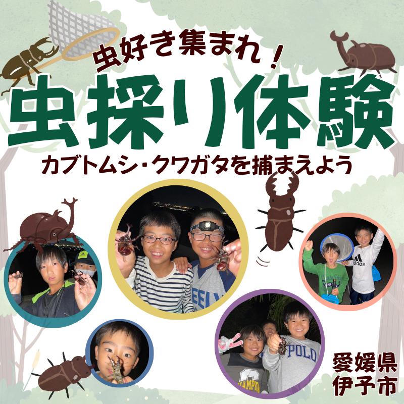 虫採り合宿（カブトムシ・クワガタ）in伊予市～向井虫店プレゼンツ～ 虫採り体験 体験型 虫 虫好き カブトムシ ヒラタクワガタ ノコギリクワガタ コクワガタ 愛媛県 伊予市 | C40