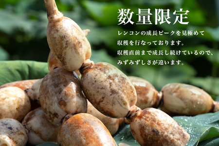 【数量限定・先行予約】 マルタマ真レンコン 3kg れんこん レンコン 蓮根 茨城 国産 お正月 おせち 野菜 17-AC ＜9月上旬～下旬発送予定＞