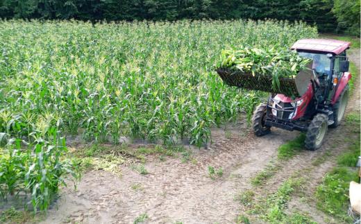 ＜2026年8月下旬よりお届け＞【朝採り】北海道壮瞥産 白いとうもろこし「雪の妖精」Lサイズ12本(約4kg) SBTQ001