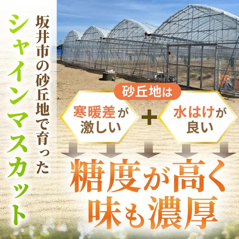 シャインマスカット 約500g×2房入り（合計：約1kg）化粧箱入り 2027年8月中旬以降順次発送予定 ブドウ マスカット フルーツ [A-19105]