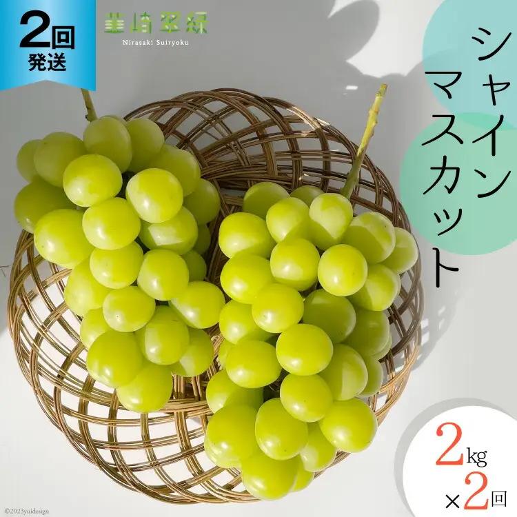 【2026年発送 定期便 】【2回発送】シャインマスカット 予約 2kg 相当× 2回 計 4kg シャイン 山梨 やまなし ぶどう ブドウ 葡萄 マスカット 種なし 果物 フルーツ 山梨県産 産地直