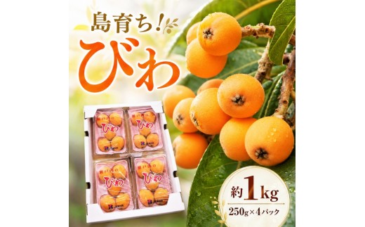 
                  「島育ち！」初夏の味覚「びわ」　約1kg 果物類 フルーツ 枇杷 
                