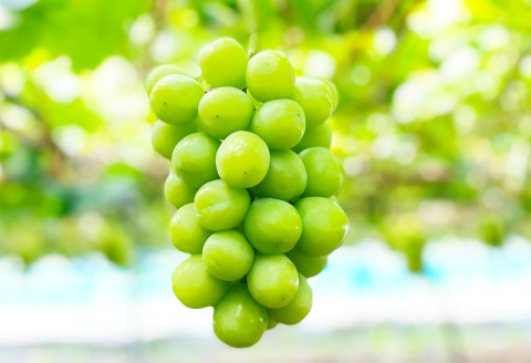 B-631 椋ぶどう園の大粒種なしシャインマスカット（600g程度×2房）